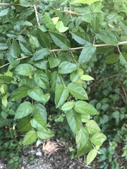 Sageretia minutiflora
