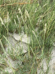 Sporobolus virginicus