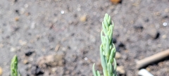 Suaeda maritima