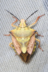 Carpocoris mediterraneus atlanticus