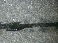 Cylindroiulus caeruleocinctus