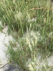 Sporobolus virginicus