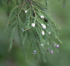 Taxodiomyia cupressiananassa