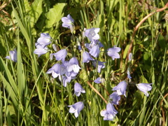 Campanula rotundifolia