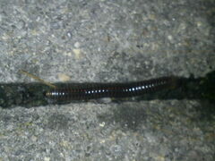 Cylindroiulus caeruleocinctus