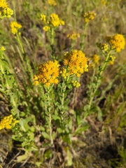 Solidago rigida