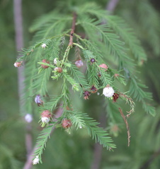 Taxodiomyia cupressiananassa