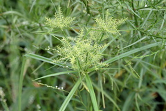 Cyperus odoratus