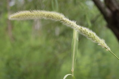 Setaria magna