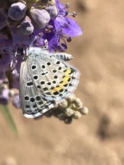 Pseudophilotes vicrama