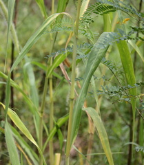 Setaria magna