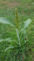 Sorghum bicolor
