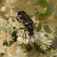 Toxoleptura vexatrix