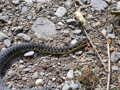 Hierophis viridiflavus