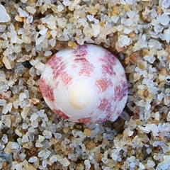 Trochus radiatus