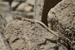 Microlophus