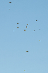 Zosterops erythropleurus