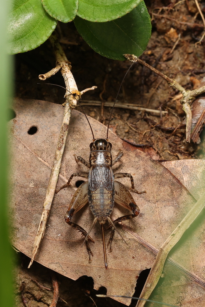 Loxoblemmus equestris from Tai Lam, Hong Kong on August 21, 2022 at 10: ...