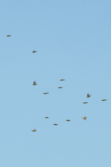 Zosterops erythropleurus