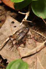 Loxoblemmus equestris