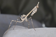 Empusa pennata