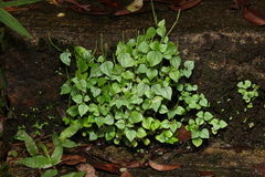 Peperomia pellucida
