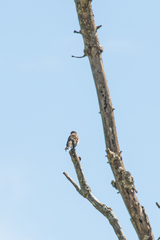 Muscicapa griseisticta