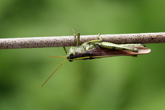 Schistocerca obscura