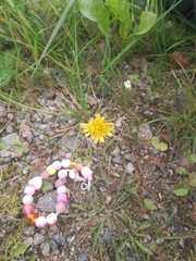 Scorzoneroides autumnalis