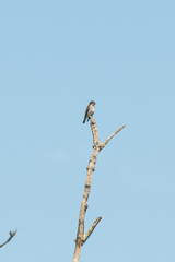Muscicapa griseisticta