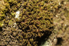 Tortella tortuosa