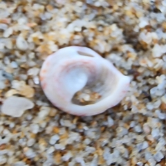 Trochus radiatus
