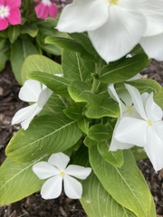 Catharanthus