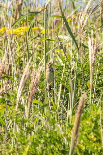 Chestnut-eared Bunting (Emberiza fucata), photo 10