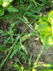 Pogonomyrmex barbatus