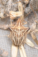 Ancyrosoma leucogrammes