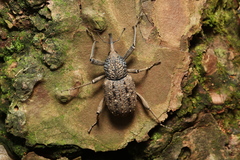 Sipalinus gigas