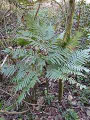 Pteris deflexa