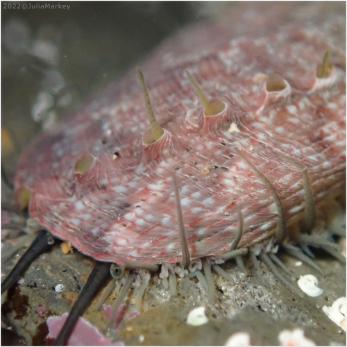 Green Abalone
