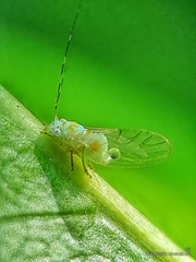 Psylloidea