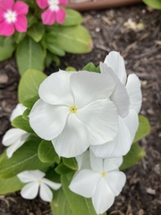 Catharanthus