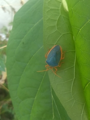 Edessa rufomarginata