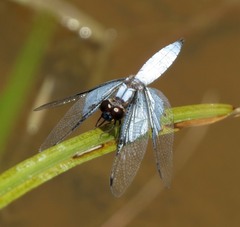 Palpopleura vestita