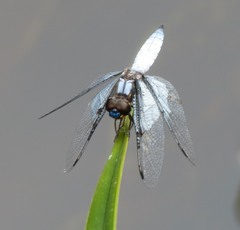 Palpopleura vestita