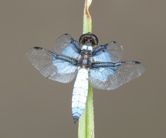 Palpopleura vestita