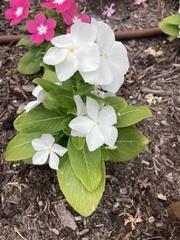 Catharanthus
