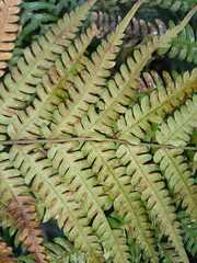 Pteris deflexa