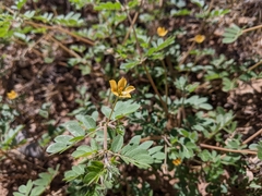Kallstroemia parviflora