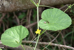 Cucumis melo