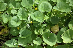 Cucumis melo